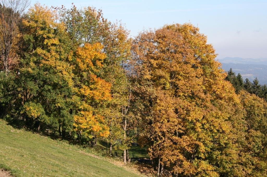 Almbauer Morgenbesser Trattenbach  Buitenkant foto